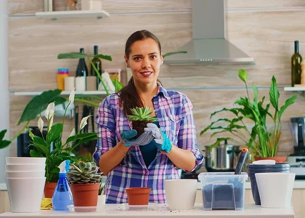 How to Care for Indoor Plants in an Apartment: A Complete Guide