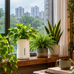 Monsoon Indoor Plant Care: Humidity, Airflow and Watering Adjustments