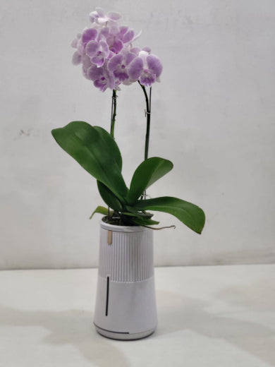 Phalaenopsis Orchids