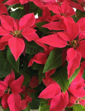 Poinsettia