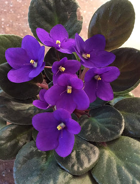 African Violet