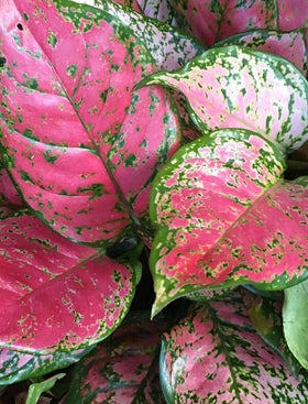 Aglaonema ‘Lady Valentine’