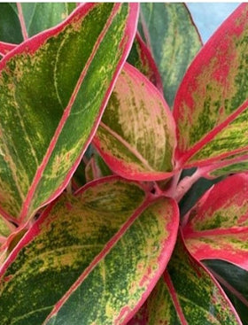 Aglaonema Lipstick