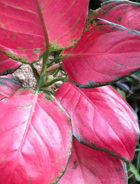 Aglaonema Red