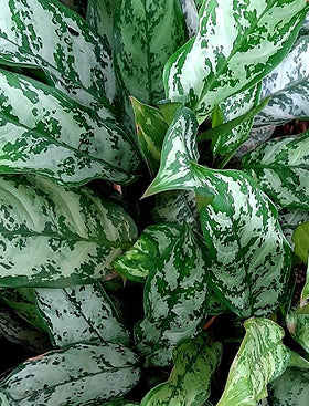 Aglaonema Silver Queen