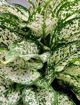 Aglaonema Snow White