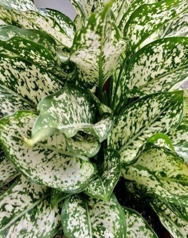 Aglaonema Snow White