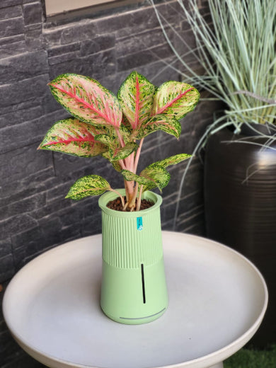 Social Media Image