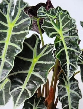 Alocasia Amazonica