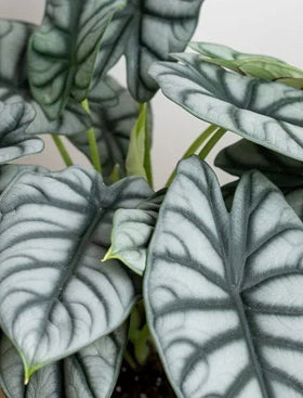Alocasia Silver Dragon