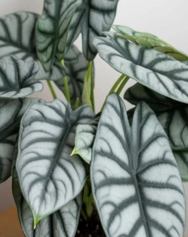 Alocasia Silver Dragon
