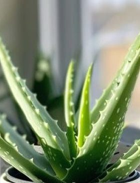 Aloe vera