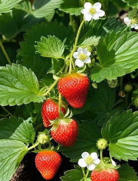 Alpine Strawberry