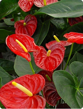 Anthurium 'Flamingo Flowers'