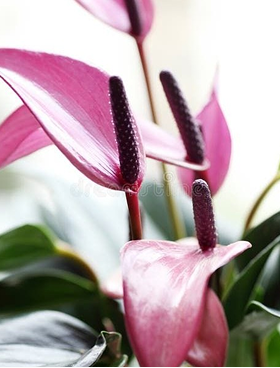 Anthurium Small Talk Purple