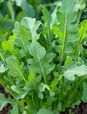 Arugula