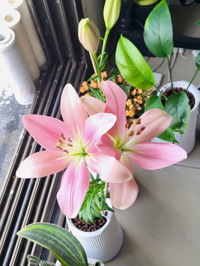 Social Media Image