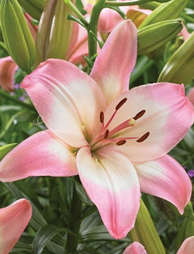 Asiatic Lily