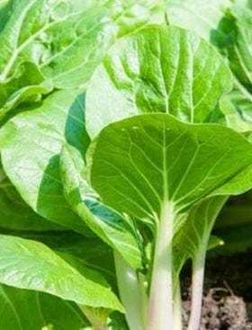 Baby Bok Choy