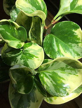 Baby Rubber Plant