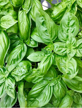 Basil (Sweet Basil)