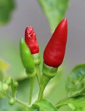 Bird’s Eye Chilli