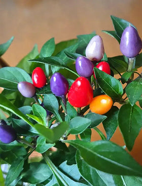 Bolivian Rainbow Pepper