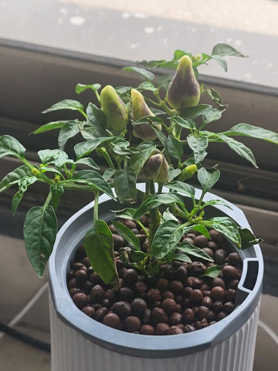 Chilli
