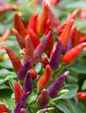 Chilly Chili Ornamental Pepper