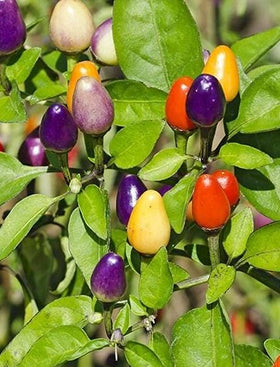 Chinese Five Color Ornamental Pepper
