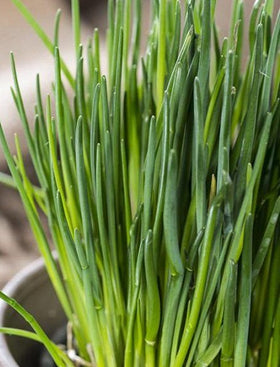 Chives