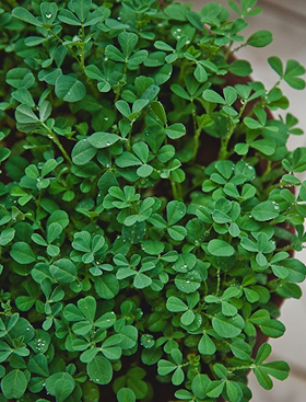 Fenugreek / Methi