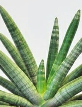 Finger Sansevieria