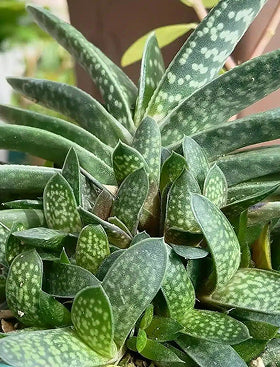 Gasteria