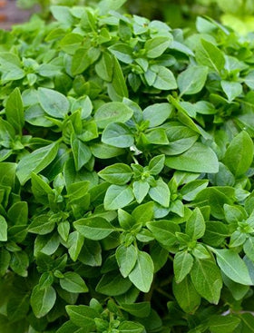 Greek Basil