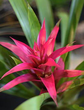 Guzmania Bromeliad