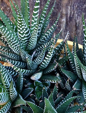 Haworthia