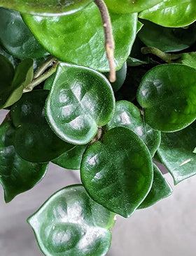 Hoya carnosa