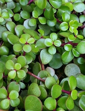 Jade Plant