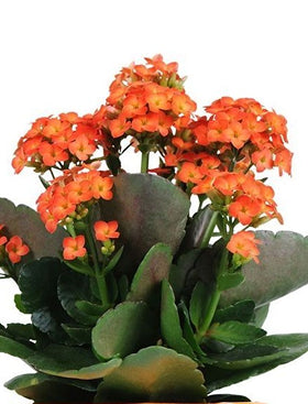 Kalanchoe blossfeldiana