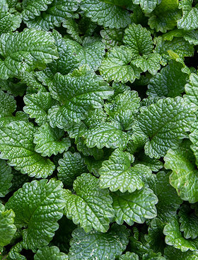 Lemon Balm