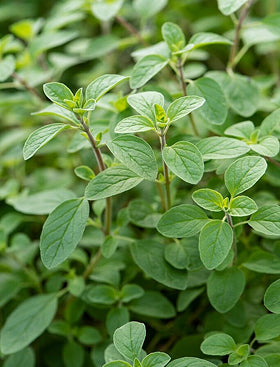 Lemon Basil