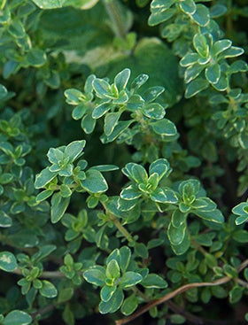 Lemon Thyme