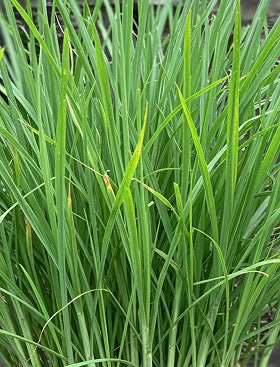 Lemon Grass