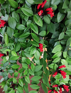 Lipstick Plant