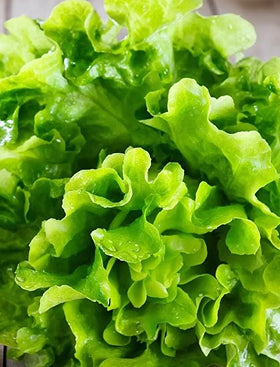 Looseleaf Lettuce