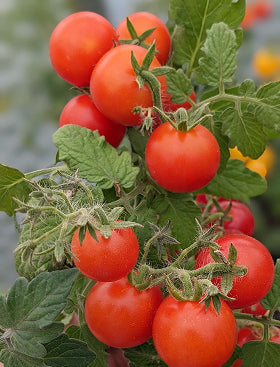 Micro Tom Tomato