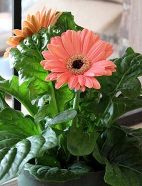 Mini Gerbera
