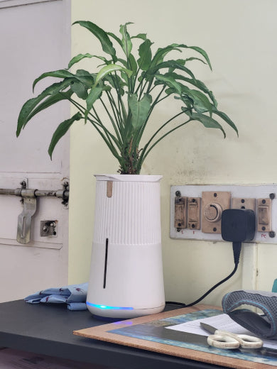Mini Syngonium