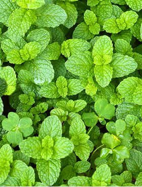 Mint (Spearmint)